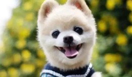 房产经纪怎么给狗洗澡（房产达人怎么给狗狗洗澡）