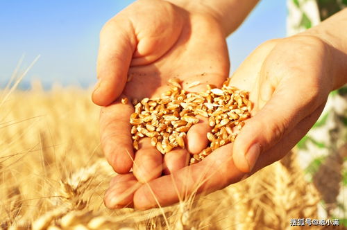 美国、俄罗斯干旱天气令小麦价格上涨