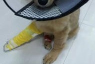 房产达人怎么让狗挖洞（房产达人怎么喂猫）