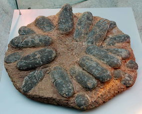恐龙蛋化石(恐龙蛋化石国家收购价)